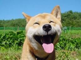 강아지가 강할까요? 고양이가 더 강할까요? | 인스티즈