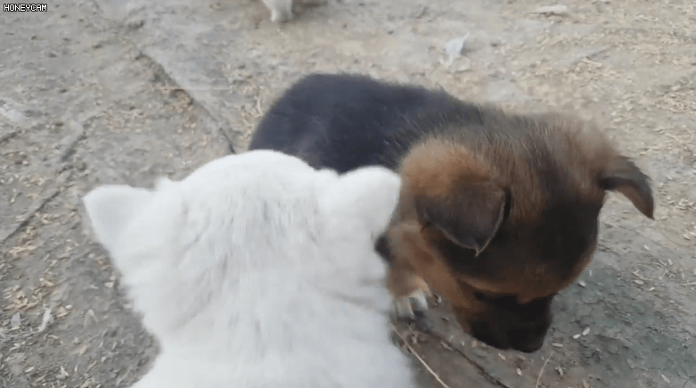 시골 똥강아지.gif | 인스티즈