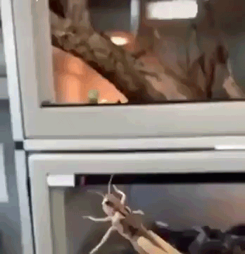 먹이를 노리고 도약하는 도마뱀.gif | 인스티즈