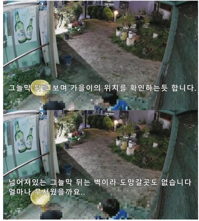 보배드림 강아지 폭행사건.jpg | 인스티즈