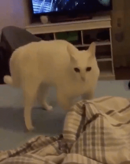 이해가 잘 되는 동물.gif | 인스티즈