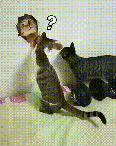 냥이들 단체 멘붕.gif | 인스티즈