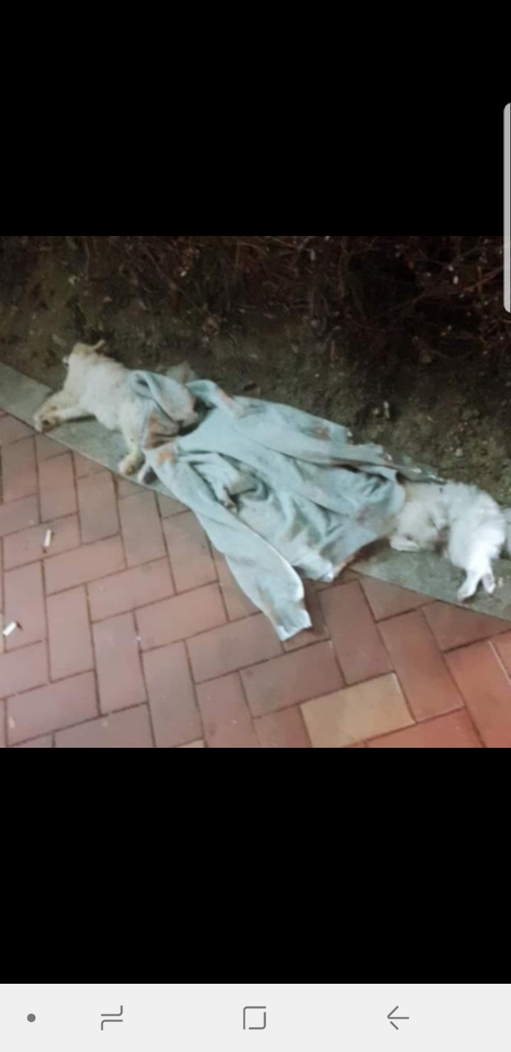 어제자 해운대 미친 동물학대 | 인스티즈