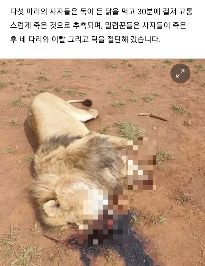 마법 때문에 다리가 잘리는 남아공 사자들 | 인스티즈