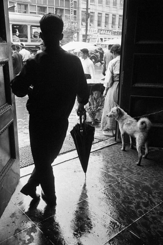 1970년대...한국의 댕댕이들....jpg | 인스티즈