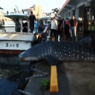 몇일 전 한국에서 잡힌 고래 상어 ㄷㄷ.gif | 인스티즈