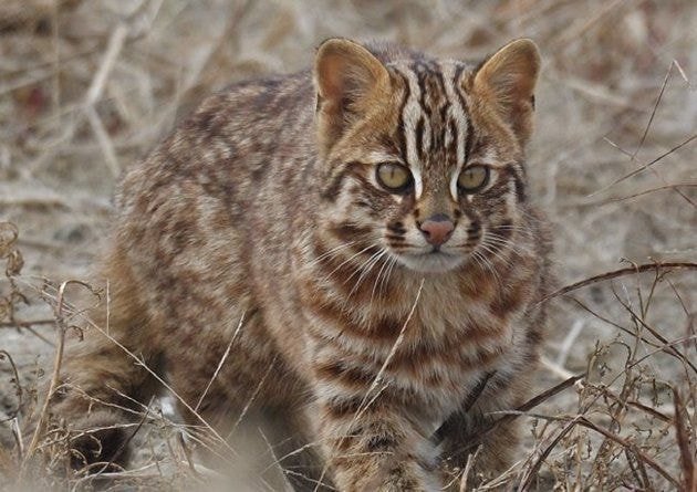 귀여운 고양이 사진 모음 | 인스티즈