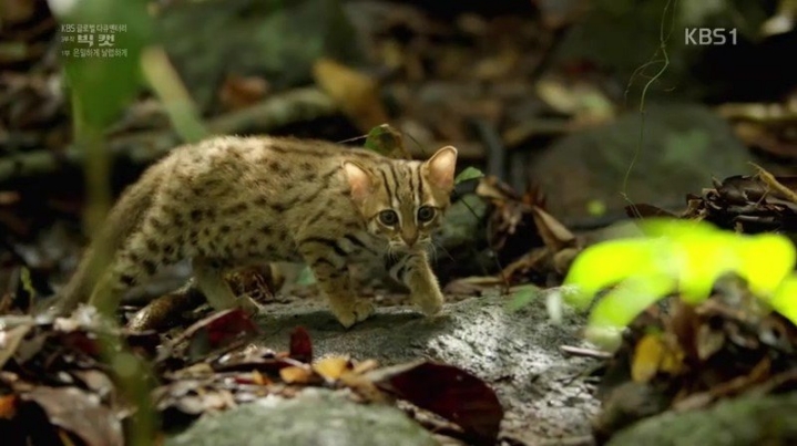 세상에서 가장 작은 고양이.jpgif | 인스티즈