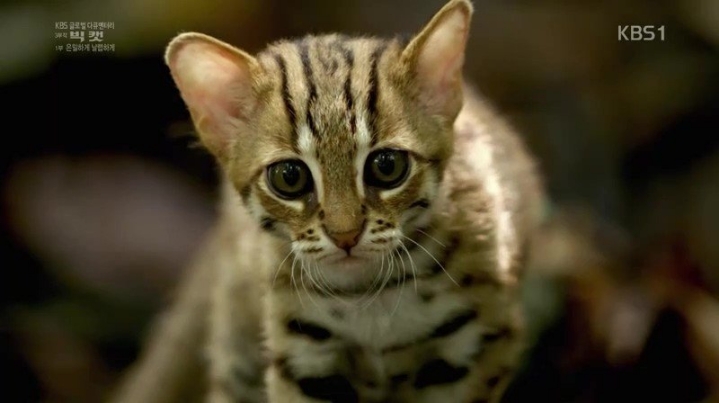 세상에서 가장 작은 고양이.jpgif | 인스티즈