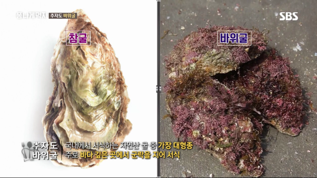 추자도 바위굴 먹는 트와이스 정연X다현.jpg | 인스티즈