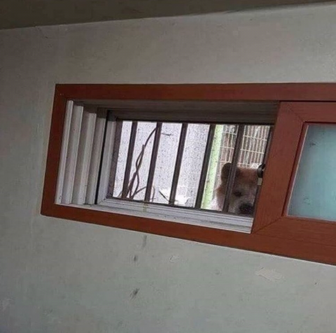 반지하에 사는데 수상한 녀석이 쳐다본다.jpg | 인스티즈