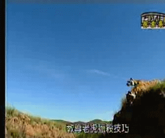 흔한 냥이의 운동능력.gif | 인스티즈