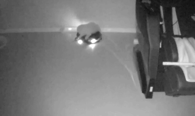 댕댕이가 걱정되서 집에 cctv를 설치했는데.gif | 인스티즈