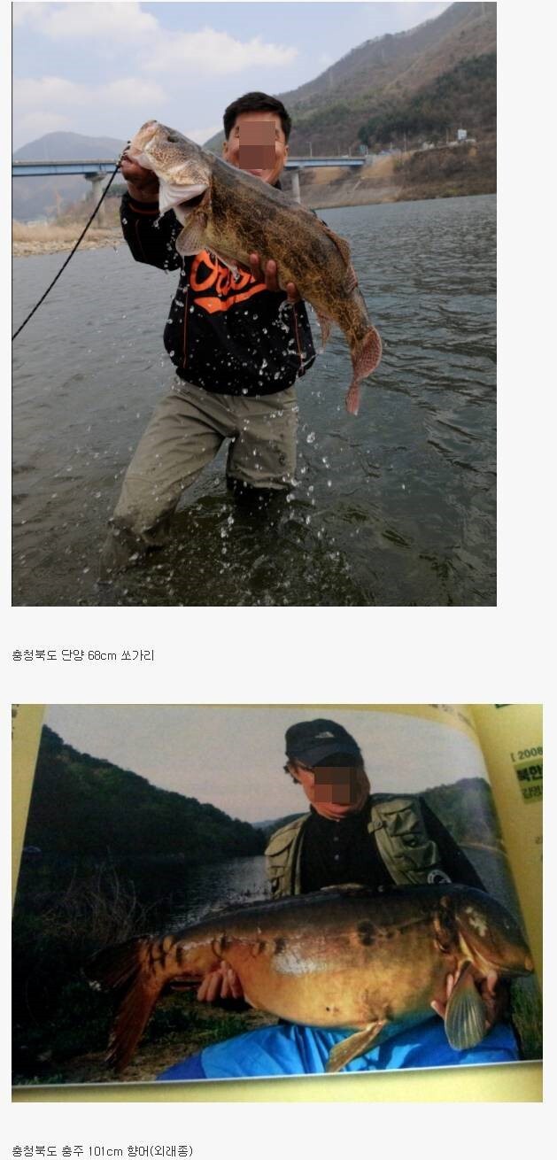 우리나라 민물에서 잡힌 대형 물고기들 | 인스티즈