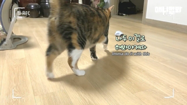 깜짝.....걸레질을 하는 고양이가 있다....?.....JPGIF | 인스티즈