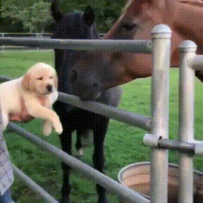 겁먹은 인절미.gif | 인스티즈