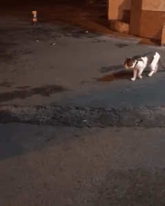 싸움말리는 리트리버 gif | 인스티즈