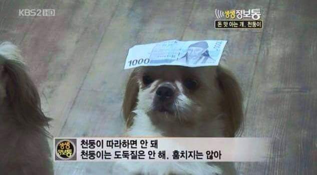 돈 훔쳐서 벌 받는 강아지들 | 인스티즈