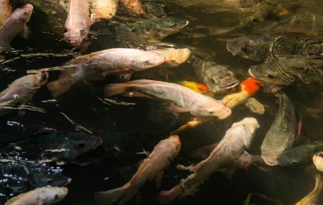 물고기 수천마리가 사는 빌딩.jpg | 인스티즈