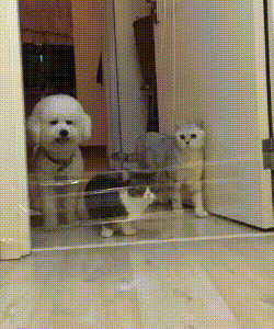 댕댕이와 냥이의 차이.GIF | 인스티즈