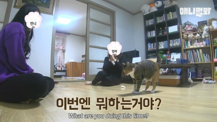 깜짝.....걸레질을 하는 고양이가 있다....?.....JPGIF | 인스티즈