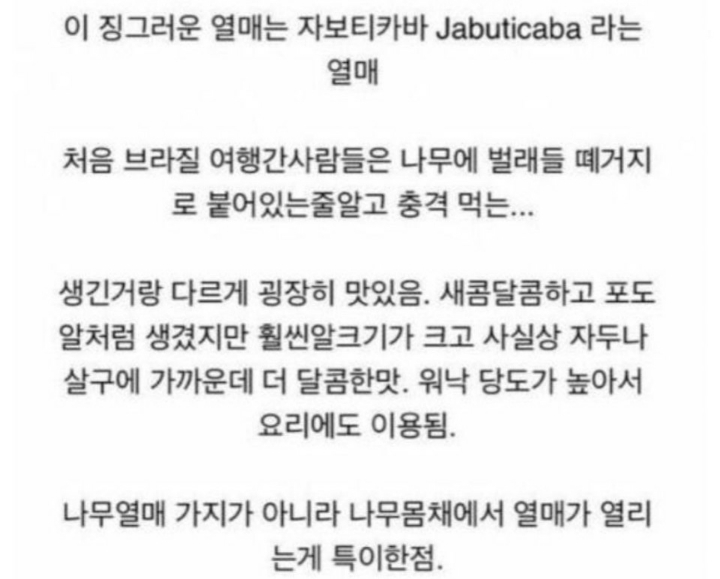 브라질에서 나는 신기한 열매.jpg | 인스티즈