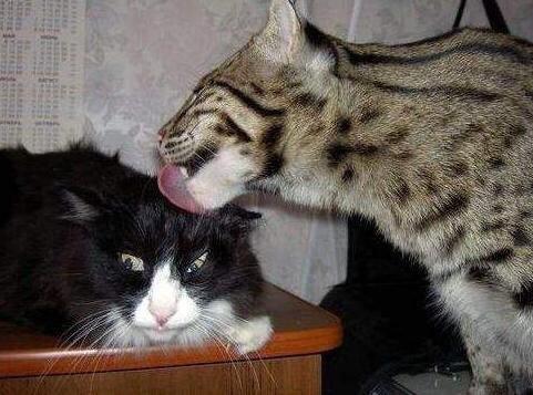 길고양이를 주웠는데 너무 귀엽다 | 인스티즈