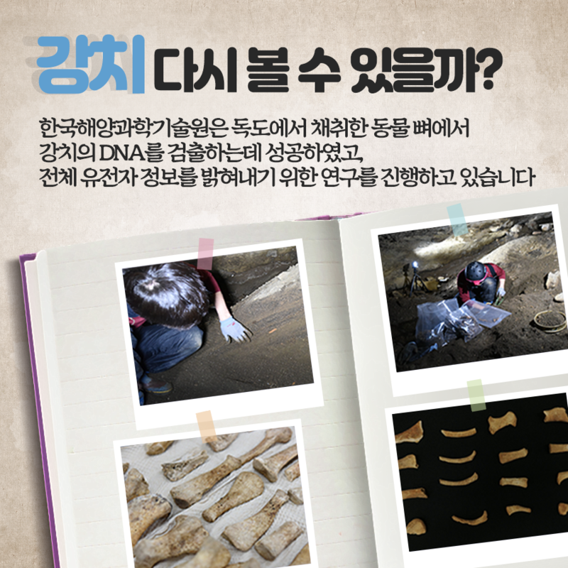 독도 바다사자 강치를 아시나요? | 인스티즈