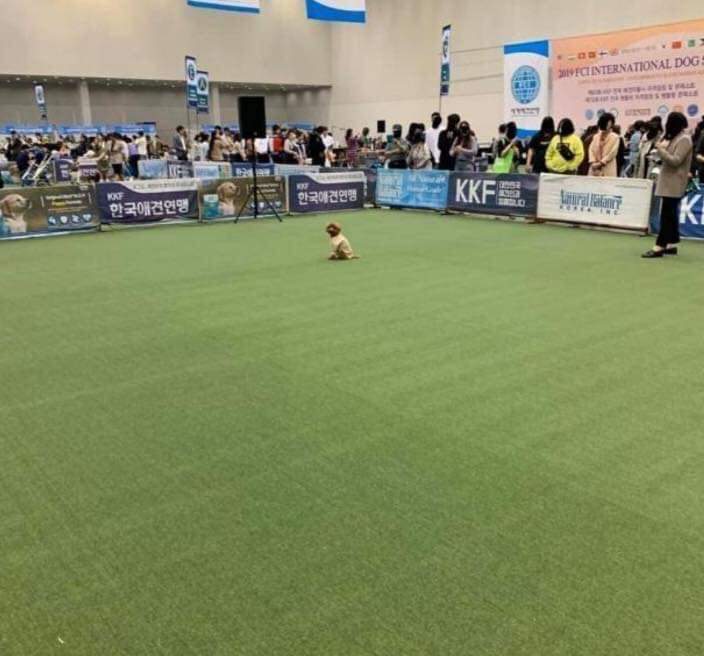 기다려 대회 1등한 강아지 | 인스티즈