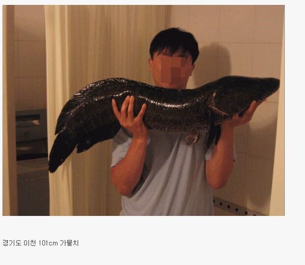 우리나라 민물에서 잡힌 대형 물고기들 | 인스티즈