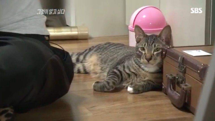 그것이 알고싶다에 나온 고양이 | 인스티즈