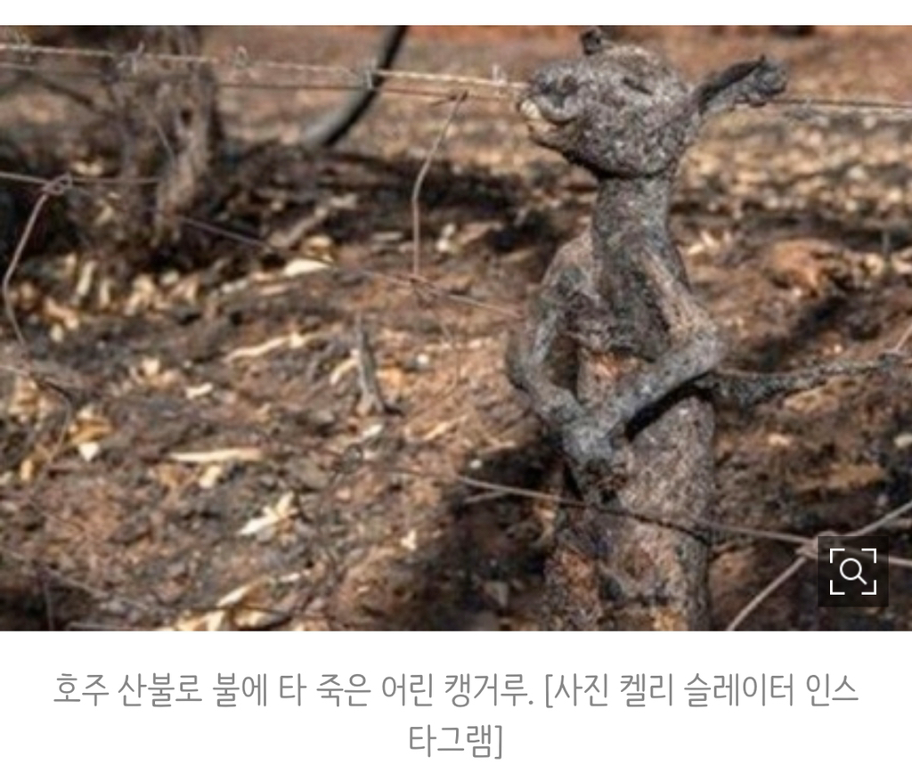 도망치기엔 느려도 너무 느렸다, 호주산불에 코알라 멸종위기 | 인스티즈