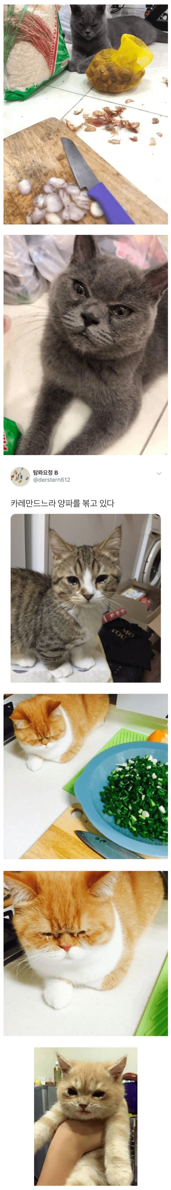 양파 써는데 구경하는 고양이 | 인스티즈
