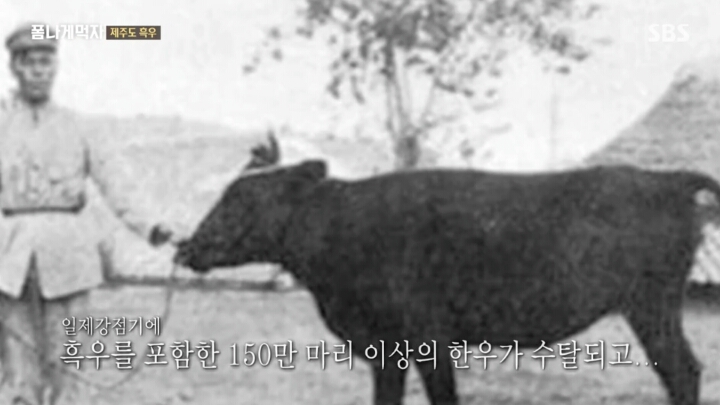 일본이 수탈해간 우리의 흑우.jpg | 인스티즈