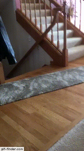 멍멍이 기습하는 고양이.gif | 인스티즈