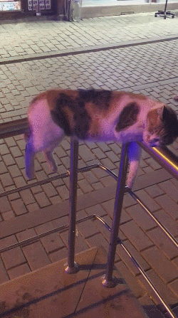 세상 편하게 사는 냥냥이 | 인스티즈