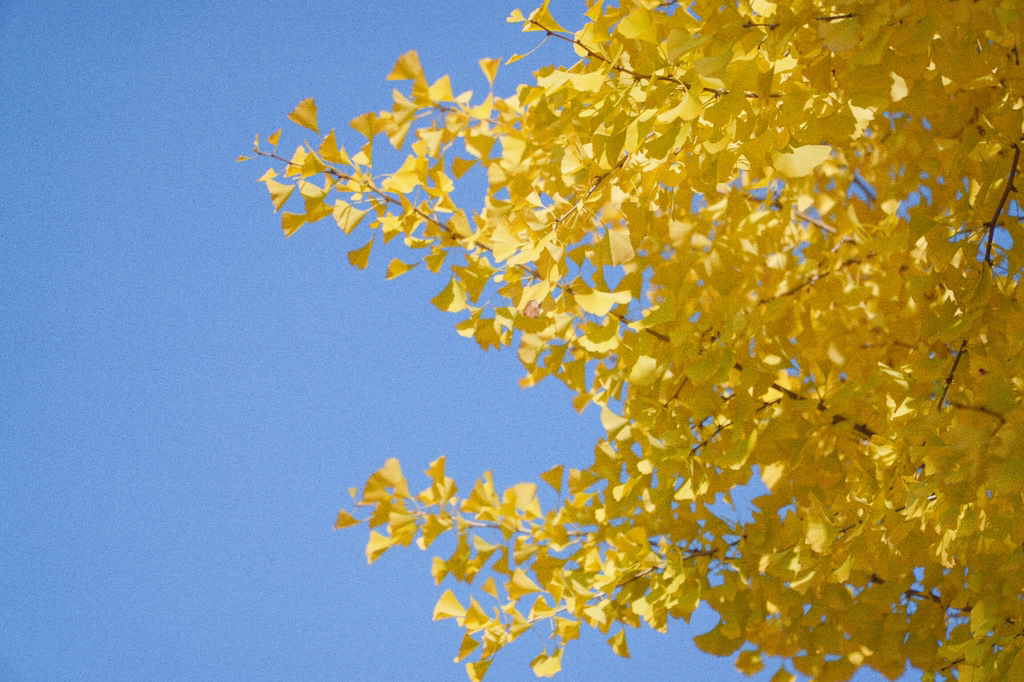 [러블리즈] 출근길에 본 은행나무가 이뻐서 명은이 | 인스티즈