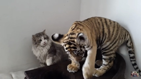 귀여운 고양이들 | 인스티즈