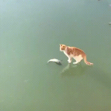 먹고싶어서 난리난 냥이.GIF | 인스티즈