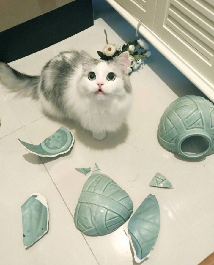 귀여운 고양이들 | 인스티즈