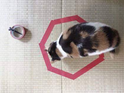 고양이 봉인하는 법 | 인스티즈