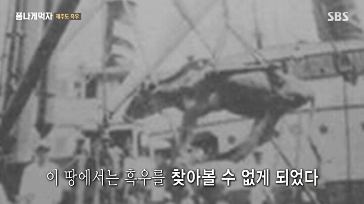 일본이 수탈해간 우리의 흑우.jpg | 인스티즈