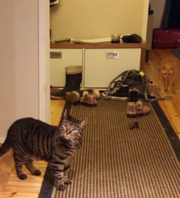 각 사진에는 고양이가 2마리씩 있다 | 인스티즈