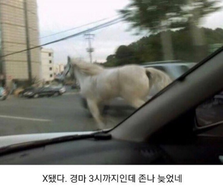 경마대회에 지각한 선수.jpg | 인스티즈