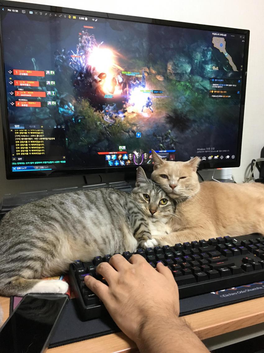 게임만 하면 방해하는 냥이들 | 인스티즈