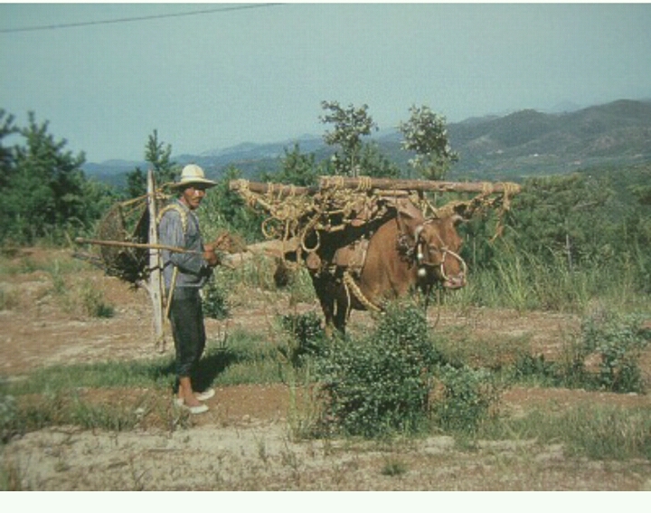 1960년대 이전의 수원 풍경.jpg | 인스티즈