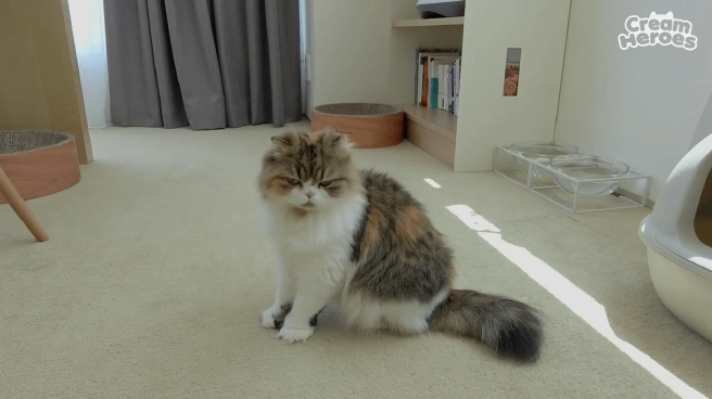 아기 고양이의 놀라운 점프력.gif | 인스티즈