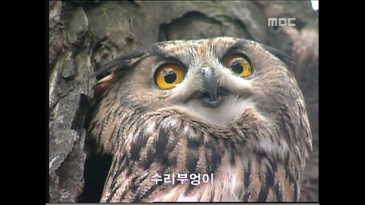 북한 개마고원에 살고 있는 동물들 | 인스티즈