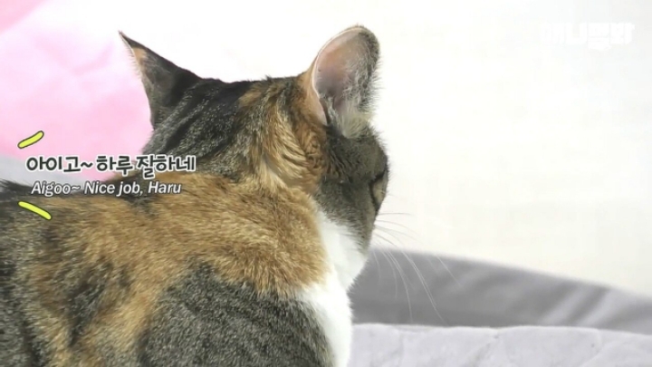 깜짝.....걸레질을 하는 고양이가 있다....?.....JPGIF | 인스티즈