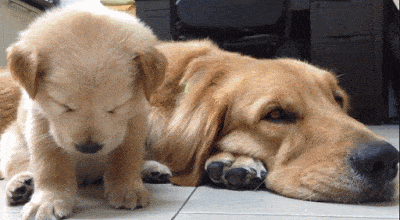 졸음과 싸우는 강아지 | 인스티즈